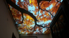 ��yerlerine �zel A�a� g�rselli gergi tavan