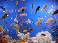 SU ALTI GERG� TAVAN RES�MLER�