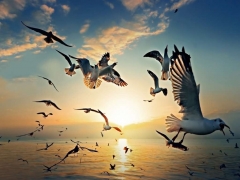 KU�LU GERG� TAVAN RES�MLER�