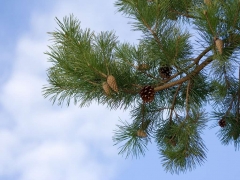 A�A�LAR