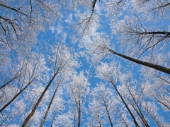 A�A�LAR